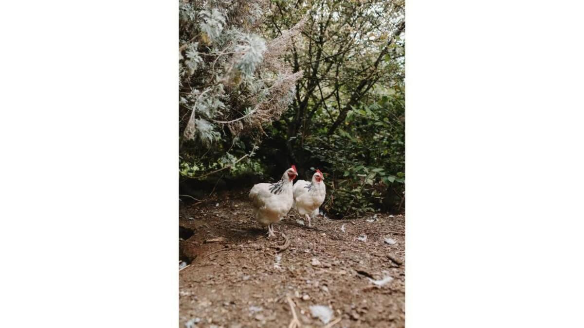 The Perch By Tiny Away Holiday home *